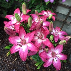 Meet your Posher, Kiana